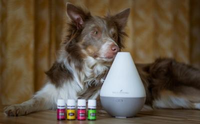 ¿Aromaterapia para perros? Sí, y con múltiples beneficios