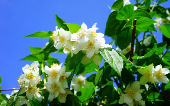 flor de jazmín